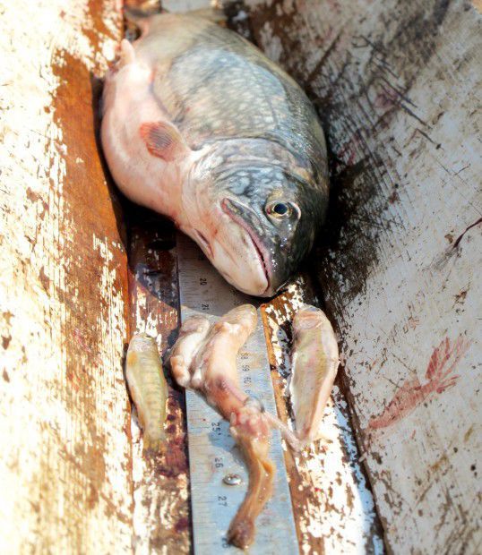 Fish eater